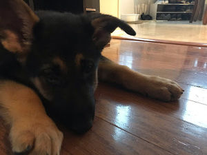 Meet your Posher, Natalie